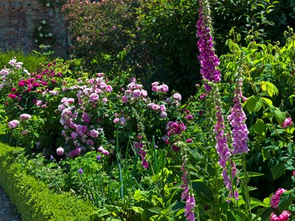 Rosa Jacques Cartier with foxgloves